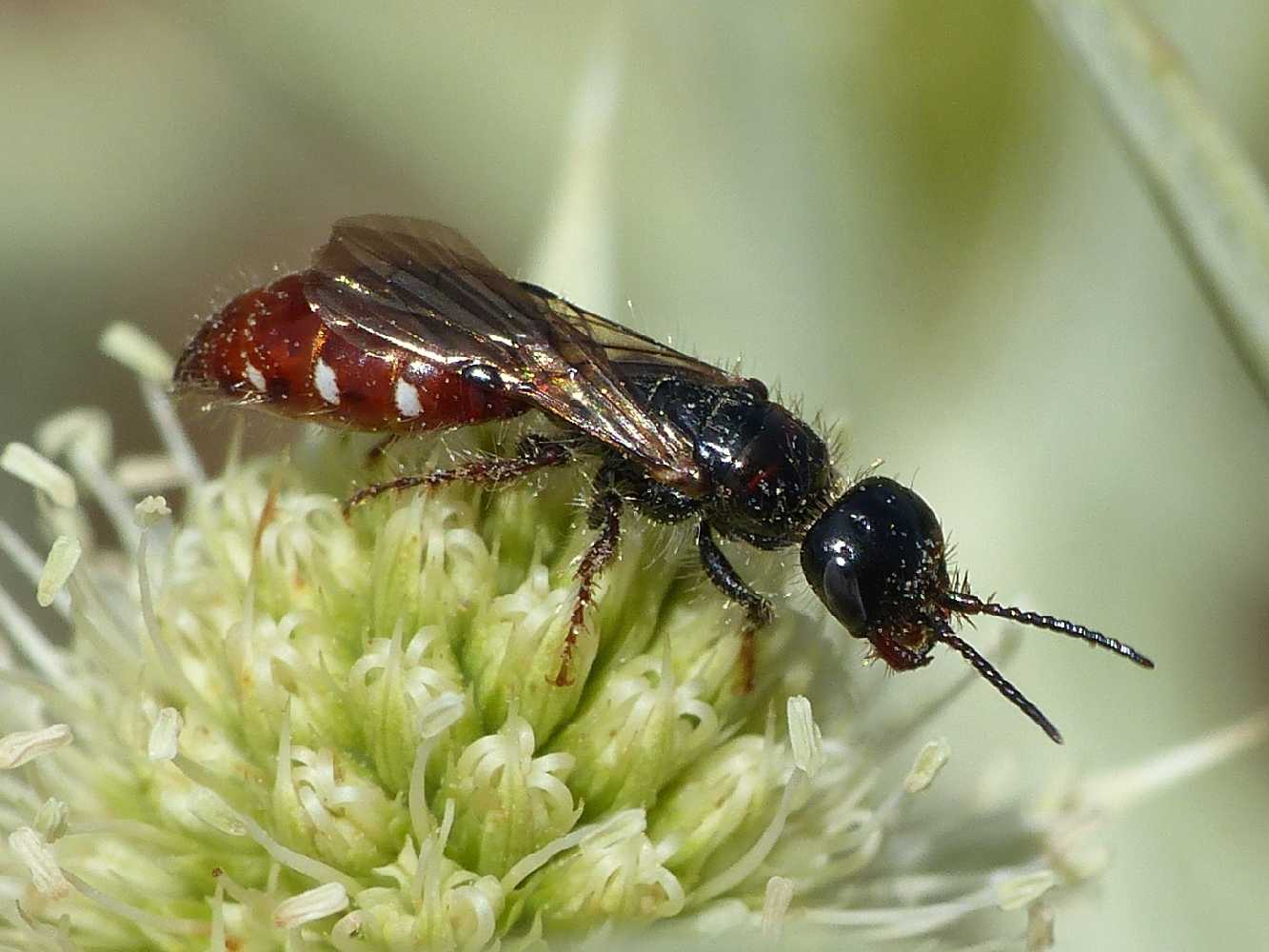 Poecilotiphia rousselii, femmina, Tiphiidae